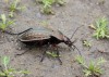 střevlík měděný (Brouci), Carabus cancellatus, Carabidae, Carabinae (Coleoptera)